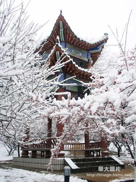 雪落梅园