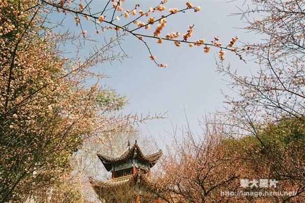 梅园初春的怒放